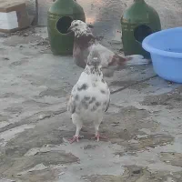 کبوتر نر