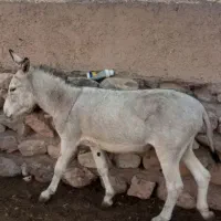 یه نرخر دوسال تازه سواری