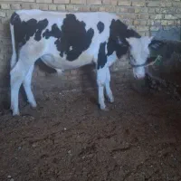 گوساله نر سمینتال گاو|حیوانات مزرعه|گلپایگان, |دیوار