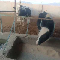 گوساله نر|حیوانات مزرعه|سده (خراسان جنوبی), |دیوار