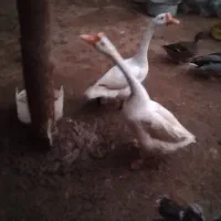 غوغاز اصل گردن ماری