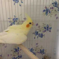 عروس هلندی|پرنده|رشت, دباغیان|دیوار