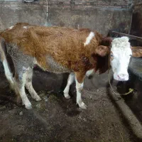 گاو سیمینتال گوشتی