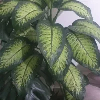 گل دیفن با غیا|گل و گیاه طبیعی|سیلوانه, |دیوار