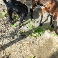 بزه فروشی بایک کهره ماده پاش