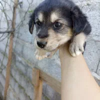 توله دورگه|سگ|کوچصفهان, |دیوار