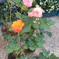 گل های باغچه ای