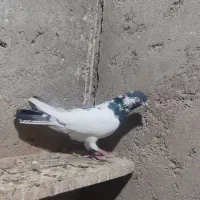 پاکستانی نر