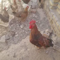 فرش مرغ