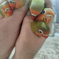 فروش جوجه برزیلی نژاد فیشر آماده سرلاک دستی کردن|پرنده|شیراز, کوشک میدان|دیوار