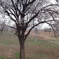 کالسکه