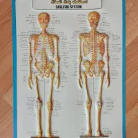 پوستر مدل آناتومی انسان برای رشته تجربی زیست شناسی|کتاب و مجله آموزشی|رشت, دیلمان|دیوار