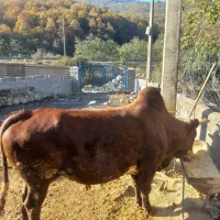 کارگر جهت کار در دامداری