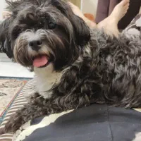 دوستان این سگ گم شده در محدوده سی ۴ فولادشهر