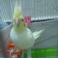 عروس هلندی لوتینونرمست