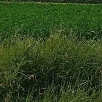 ۲۰هزارمتر باغ مجهز