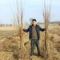 فروش نهال گیلاس آلبالو با کیفیت عالی