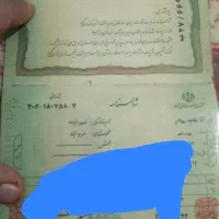 شناسنامه پیداشده