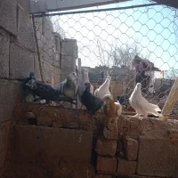 فروش کفتر نر|پرنده|کرمان, |دیوار