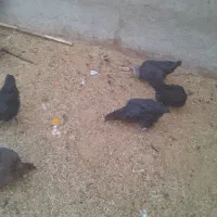 فروش۱۰ عددمرغ تخم گذار