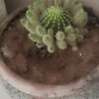 فروش گل  کاکتوس