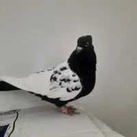 کبوتر|پرنده|بجنورد, |دیوار