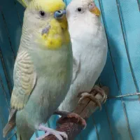 مرغ عشق چهار تا مولد