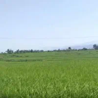 فروش زمین کشاورزی آبی