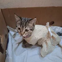 گربه ماده 3ماهه|گربه|اصفهان, سپاهان‌شهر|دیوار