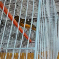 فروش قناری|پرنده|ابریشم, |دیوار