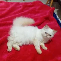 بچه گربه هیمالین|گربه|ساری, |دیوار