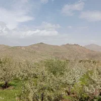 فروش-باغ-گیلاس