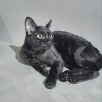 واگذاری گربه‌ی اجتماعی