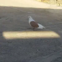 kabotar|پرنده|چگنی, |دیوار