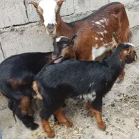 کهر جمولی اوس با دو بچه ماده