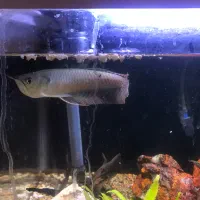 اروانا سیلور