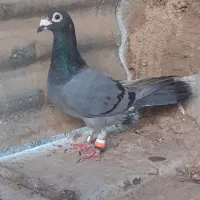 کفتر پلاکی برسد ب دست صاحبش