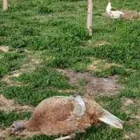 قوغاز وبوقلمون