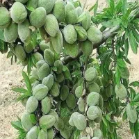 نهالستان پسته،گردو و بادام پربار و سردسیری پالیز|خدمات باغبانی و درختکاری|شبستر, |دیوار