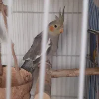 جوجه عروس هلندی ۳ ماه