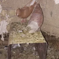کفتر