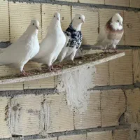 فروش ۳۵عددطوقی از جنس الماسی اجری طوق سیاه