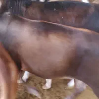گوساله ماده چاق