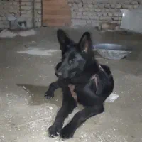 توله نر ژرمن بلک دم روباهی موبلند|سگ|بومهن, |دیوار