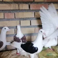 پلاکی گراف|پرنده|مشهد, شهرک رازی (شهرک غرب)|دیوار