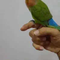 طوطی کوتوله برزیلی|پرنده|بندر انزلی, آذربایجان|دیوار