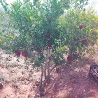 زمین وآب چاه لوله گذاری تازه شده