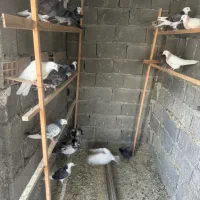 کفتراسمون خراش به شرط