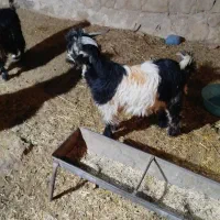 بیگ گل داری