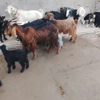 بزو‌بیگ|حیوانات مزرعه|دزفول, |دیوار